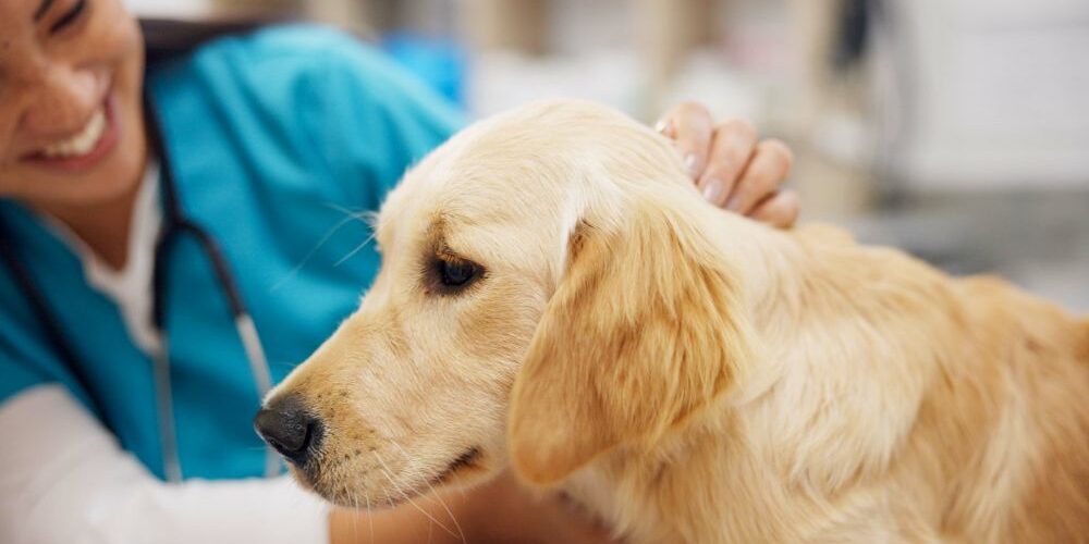 How Much Benadryl Can You Give a Dog: A Vet-Informed Dosage Guide