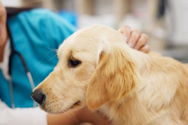 How Much Benadryl Can You Give a Dog: A Vet-Informed Dosage Guide