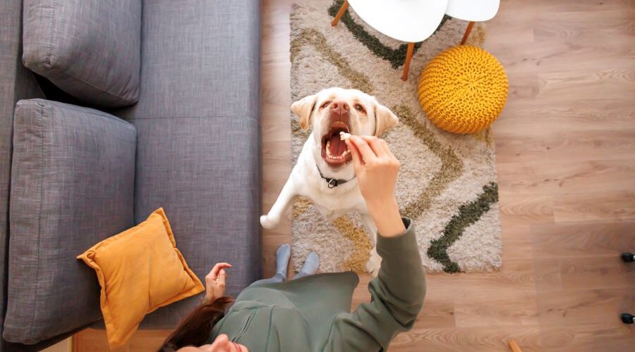 The Honest Guide to Glandex for Dogs and Anal Gland Health