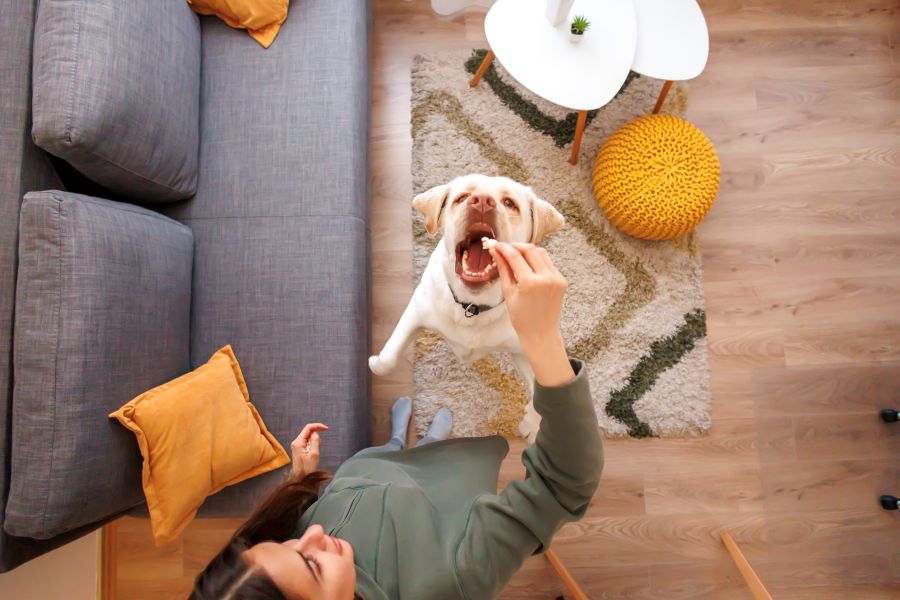 glandex for dogs